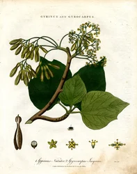 Gyrinus et Gyrocarpus