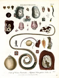 Helminthologie;Planche II - Ordre des vers intestinaux