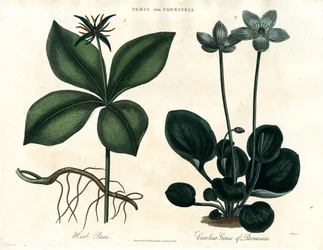 Herbe de Paris et herbe du Parnasse
