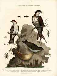 Hirundo;Hispa;Hister  Hortia : Hirondelles et coléoptères