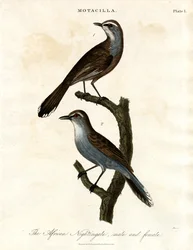 Motacilla - Rossignol africain