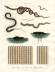 Nais - Organismes aquatiques et bâtons de Napier
