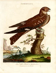 Engoulevent (Caprimulgus)