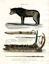 Pôle Nord : Chien arctique et équipement de chasse