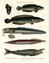 Ophicephalus et Ophidium