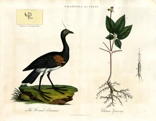 Palamedea et Panax - Le criard cornu et le ginseng chinois