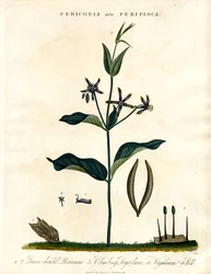 Periconia et Periploca