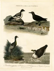 Pétrels (Procellaria) et trompettes (Psophia)