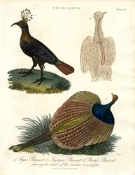 Phasianus (espèce de faisan)