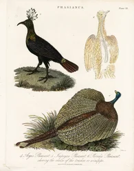 Espèces de faisans