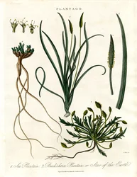 Espèces de Plantago