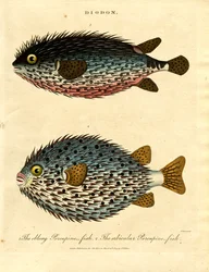 Poisson porc-épic (Diodon)