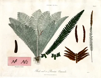 Royal Fern (Osmunda)