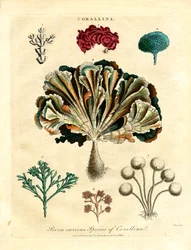 Sept espèces curieuses de corallines