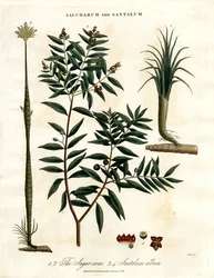Canne à sucre et bois de santal