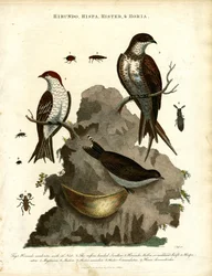 Hirondelles, étourneaux et coléoptères