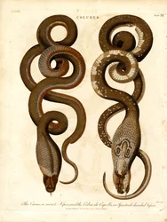 Le Cæcus, ou vipère secrète, et le Cobra de Capello, ou vipère à lunettes.