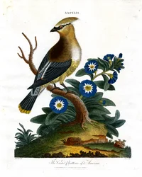 Le bavard à crête d
