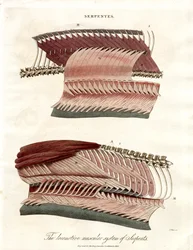 Le système musculaire locomoteur des serpents