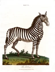 Le zèbre