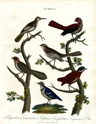 Diverses espèces de grives (Turdus)