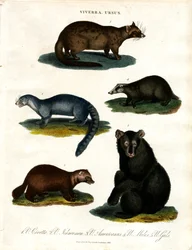 Viverra et Ursus : diverses espèces de civettes et d