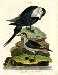 Mouette rieuse et goéland arctique