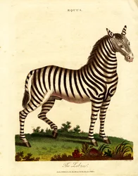 Zèbre (Equus)