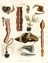 Zoologie Planche I : Illustrations anatomiques de divers animaux