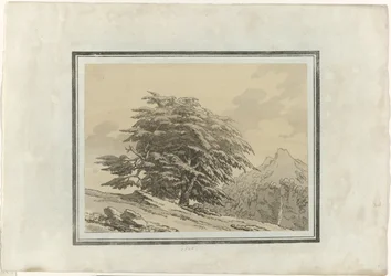 Cèdre