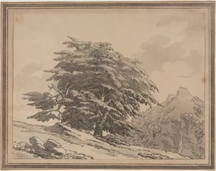 Delineations of the General Character Ramifications and Foliage of Forest Trees: Cèdre
