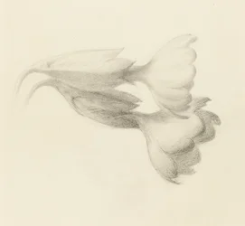 Cowslip Bells, probablement 1871