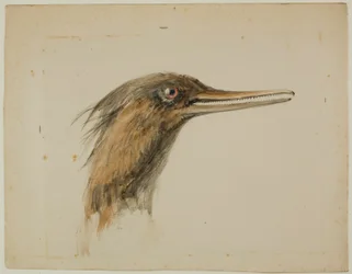 Harle bièvre