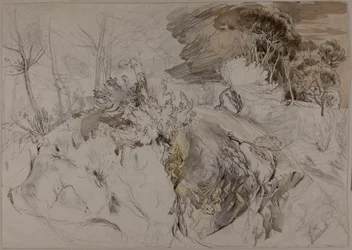 Arbustes et arbres dans un paysage rocheux