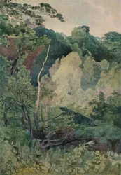 Arbres près de la rivière Greta