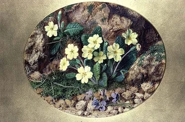 Primevères et violettes