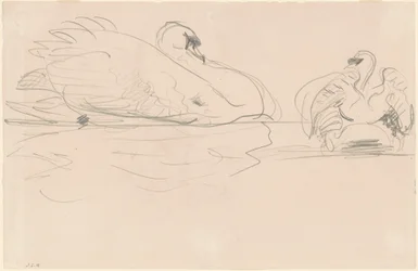 Cygnes dans l