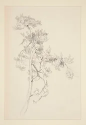 Arbre et feuillage