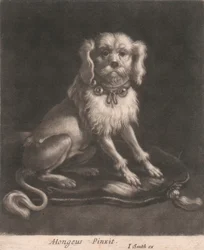 Un Petit Chien, Portant un Collier à Clochettes