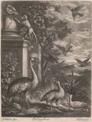 Les Oiseaux du Roi