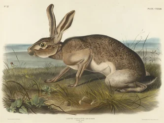Lièvre texian, 1848