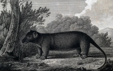 Opossum, gravure d