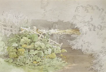Plantes de quai près d