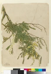 Acacia, 1805
