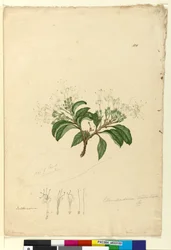 Page 100. Clerodendrum tomentosum