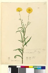 Page 121. Elichrysum bracteatum