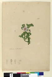 Page 165. Solanum naturalized
