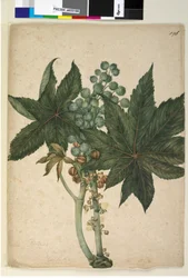 Page 196. Ricinus Ricinus communis