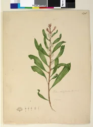 Page 198. Hakea dactyloides