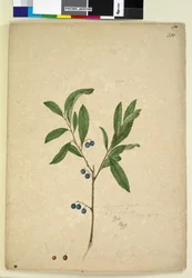 Page 200. Elaeocarpus reticulatus